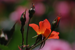 荒牧バラ公園-2