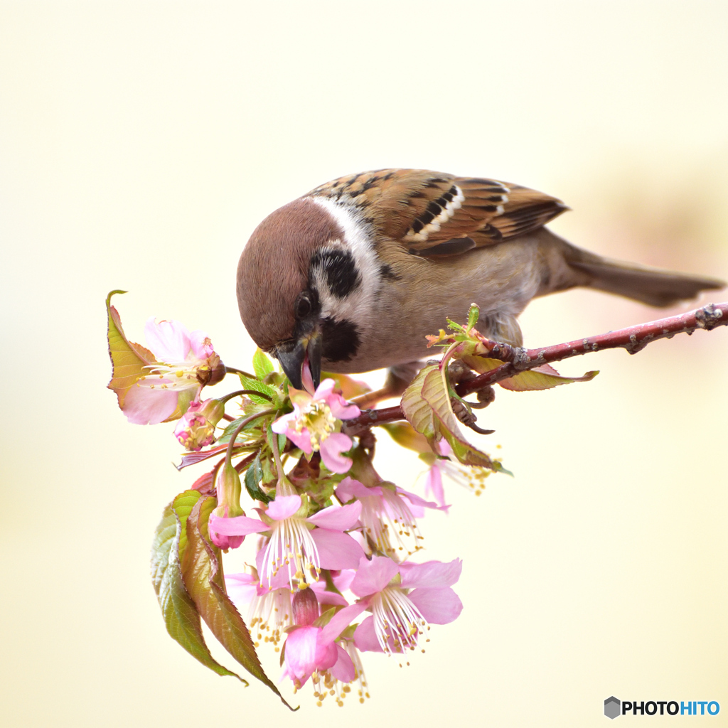 ヒマラヤ桜と雀