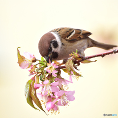 ヒマラヤ桜と雀