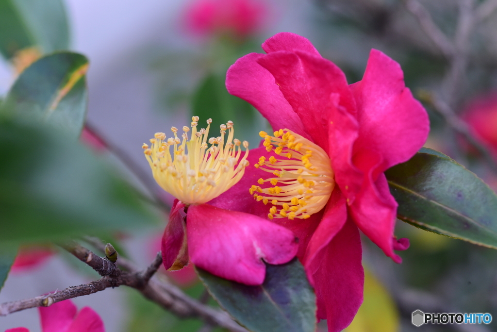 花びら散れども蕊残る