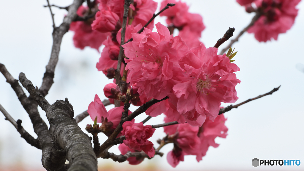 花桃