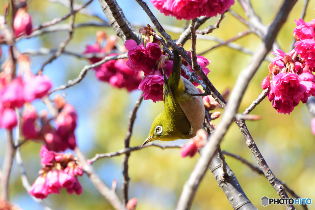 メジロと寒緋桜