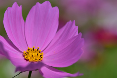 秋桜