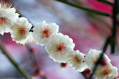 明るく咲く