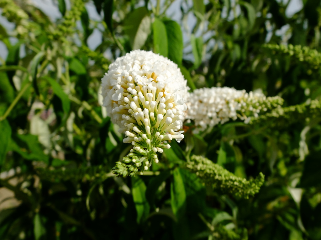 蕾