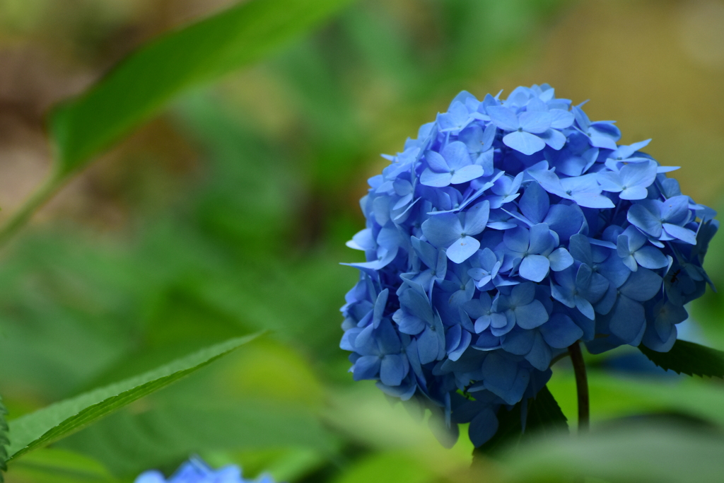 紫陽花