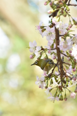 メジロとヒマラヤ桜　1