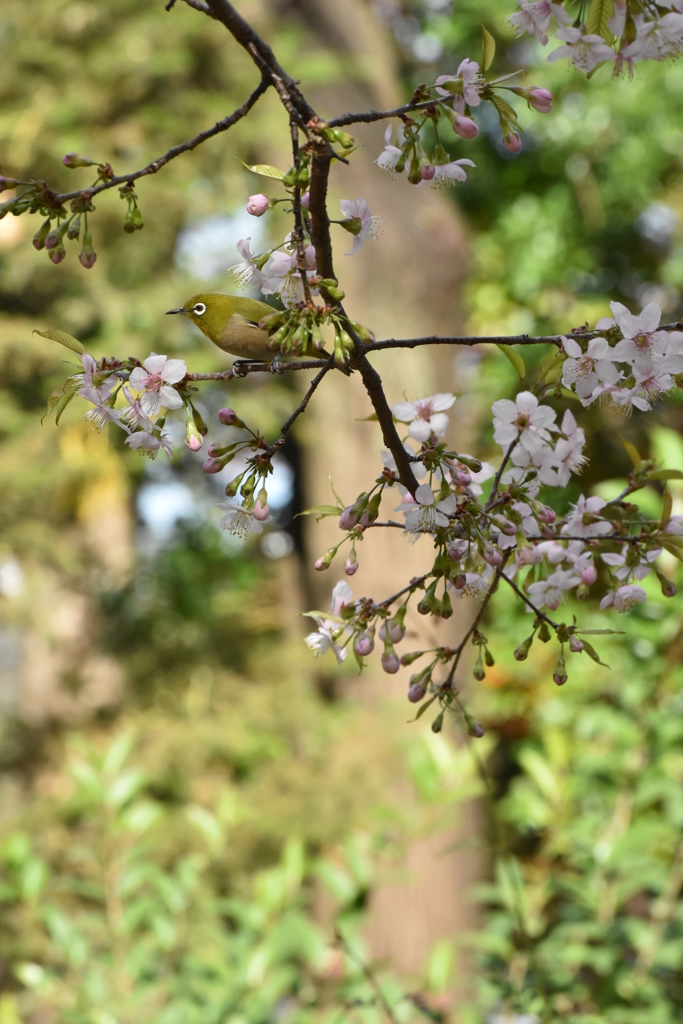 メジロとヒマラヤ桜　3