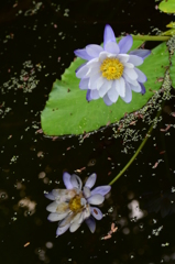 一輪の水中花