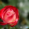 魅惑の薔薇 ２