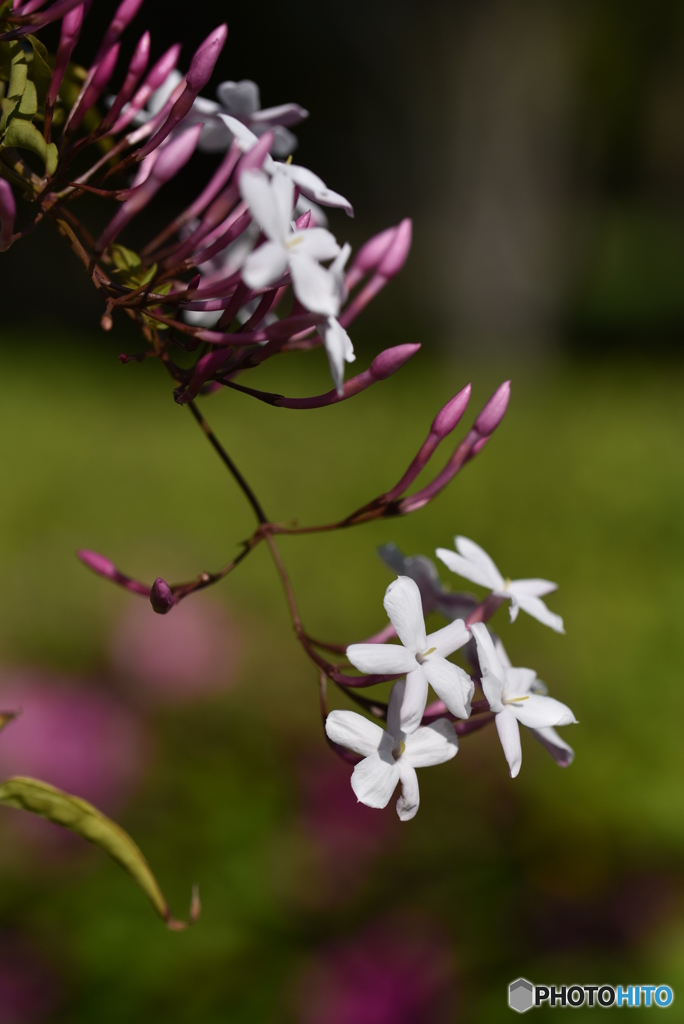 jasmine