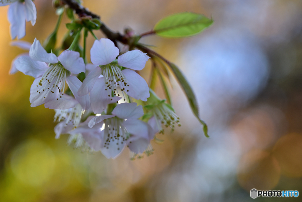 ヒマラヤ桜