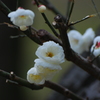 早春 2