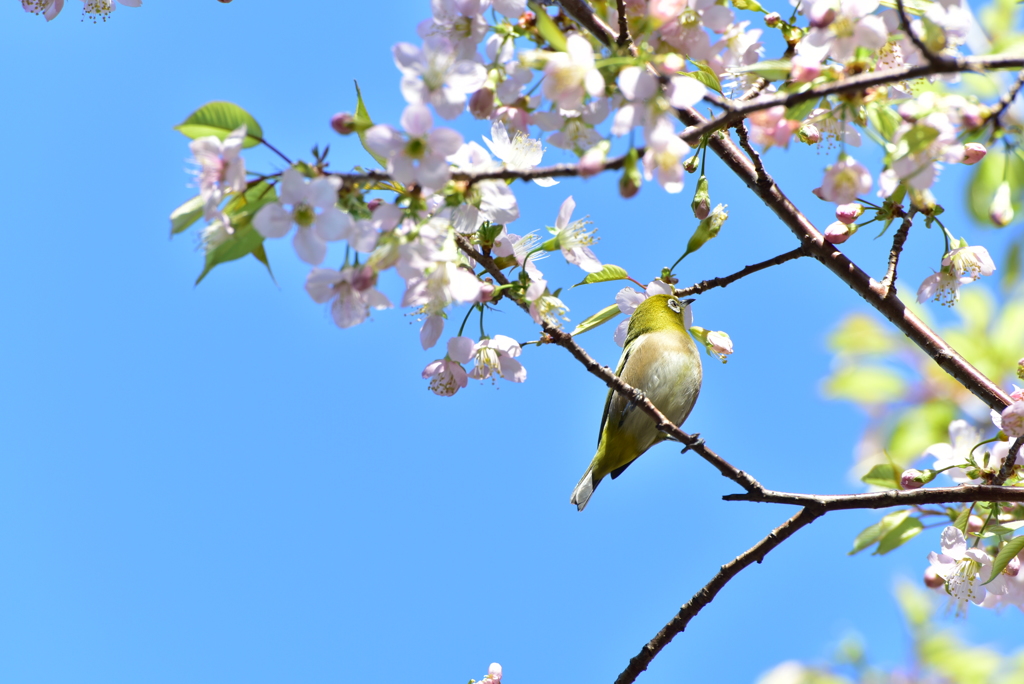 青空に向かって