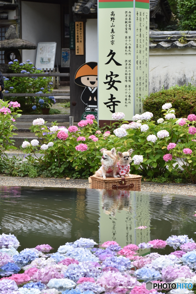 久安寺だワン