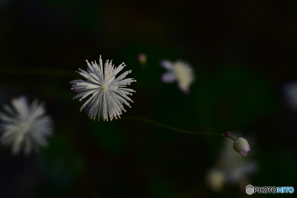 花　花火
