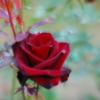 最後の薔薇 2014