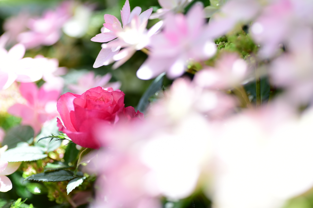 抱囲された薔薇