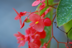 花恋