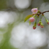 冬に咲く桜