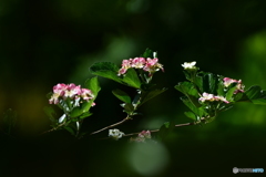 Mayflower
