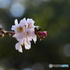 十月桜