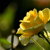 秋薔薇３