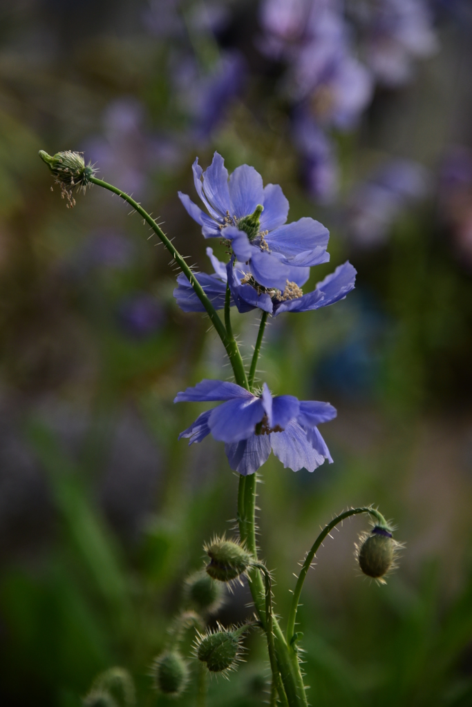 妖艶(青いケシ)