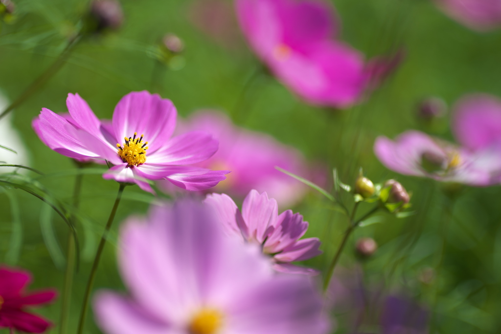 秋桜 ２