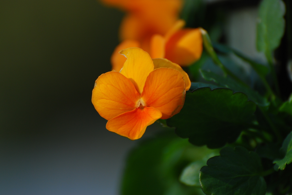 欠けた花びら