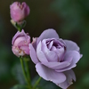 秋薔薇
