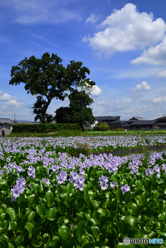 風景