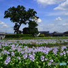 風景