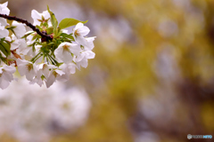 薪桜