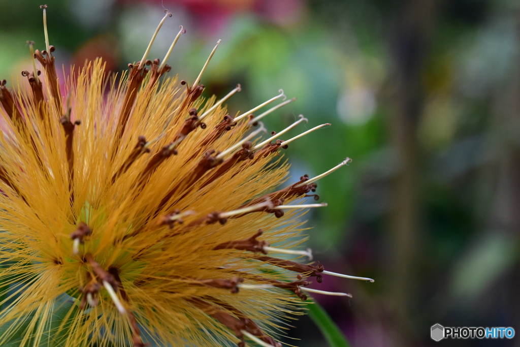 Stifftia chrysantha
