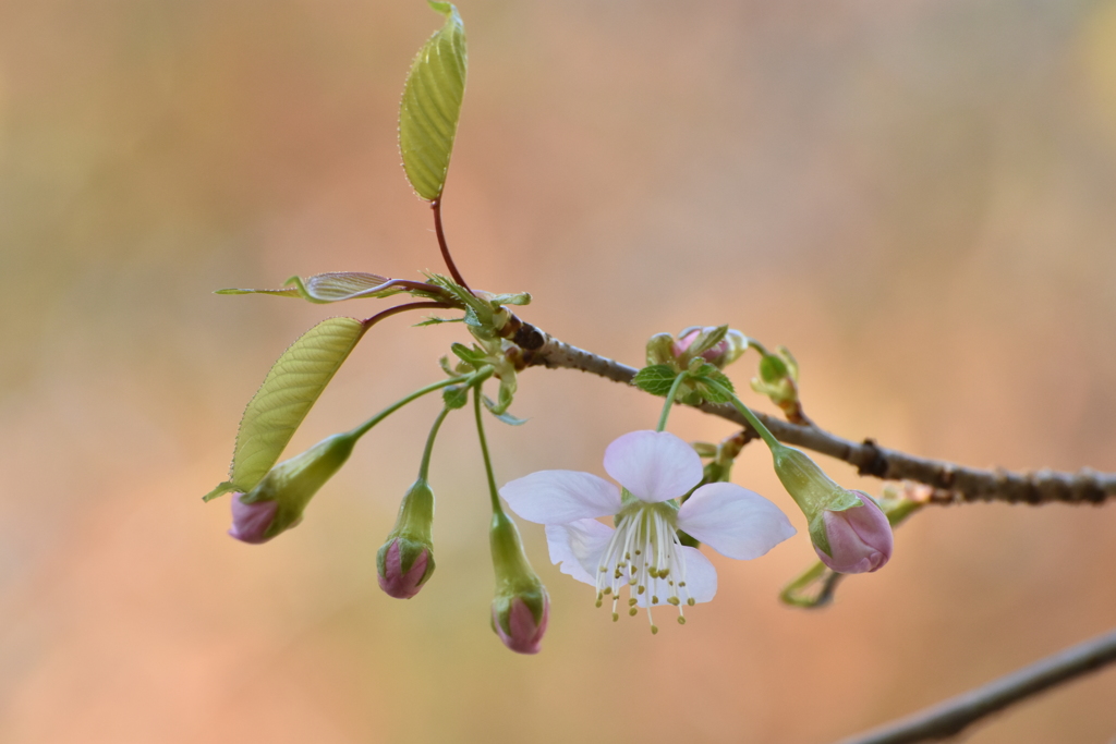 冬に咲く桜