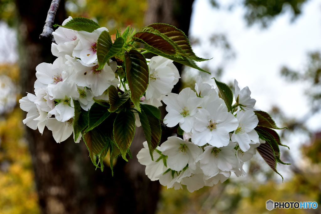 桜咲く オオシマ