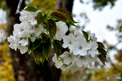 桜咲く オオシマ