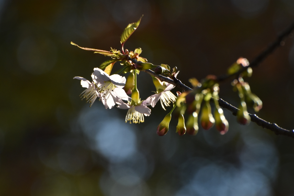 桜咲く