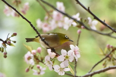 メジロとヒマラヤ桜５