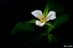 長生き草