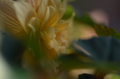 Begonia