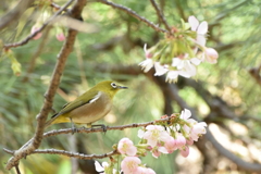 メジロとヒマラヤ桜　2