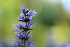 Ajuga