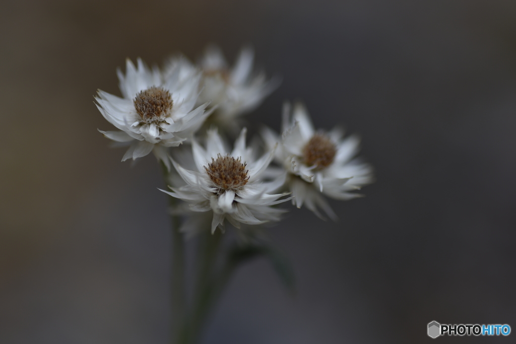 アナファリス・ソウリエイ