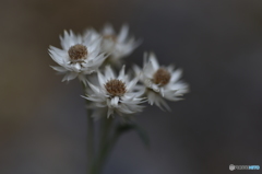 アナファリス・ソウリエイ