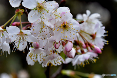 サクランボの花