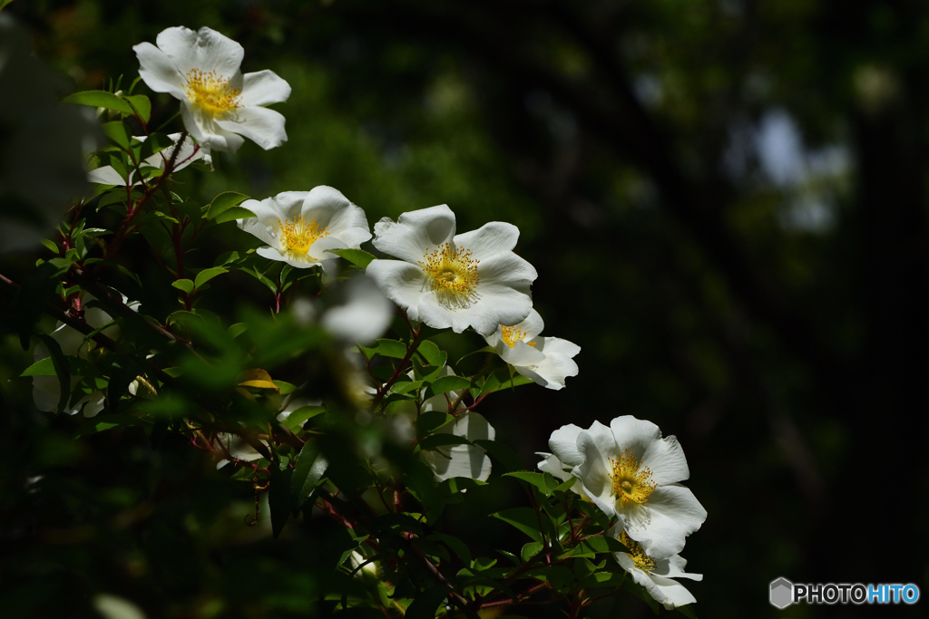 難波薔薇