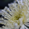 菊模様２