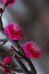 二輪花